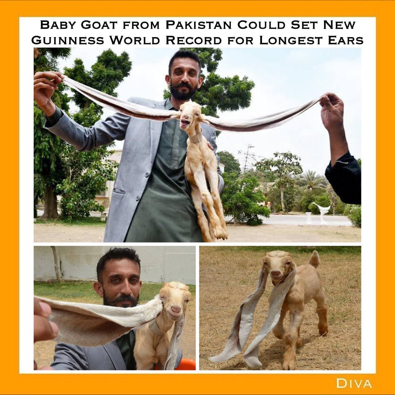 #DivaReports: Meet Simba, a baby... - Diva Magazine Pakistan | Facebook