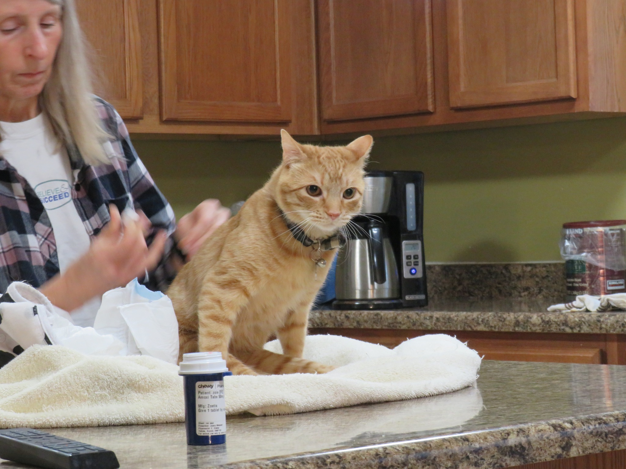 how to give a cat a b12 injection Have you ever given kitten shot? B12 injections can have a variety of health benefits for kittens and it's a great skill have for your supportive care toolkit ONE/SIZE by Patrick Starrr calcium therapy Size:1000 mcg/ml - 10 ml x 1