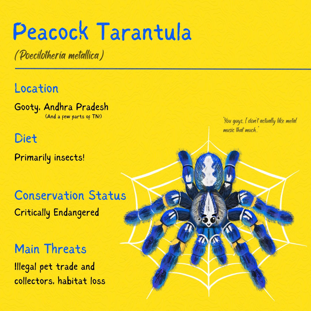Centre - If you thought of the Peacock Tarantula, also known as the ...