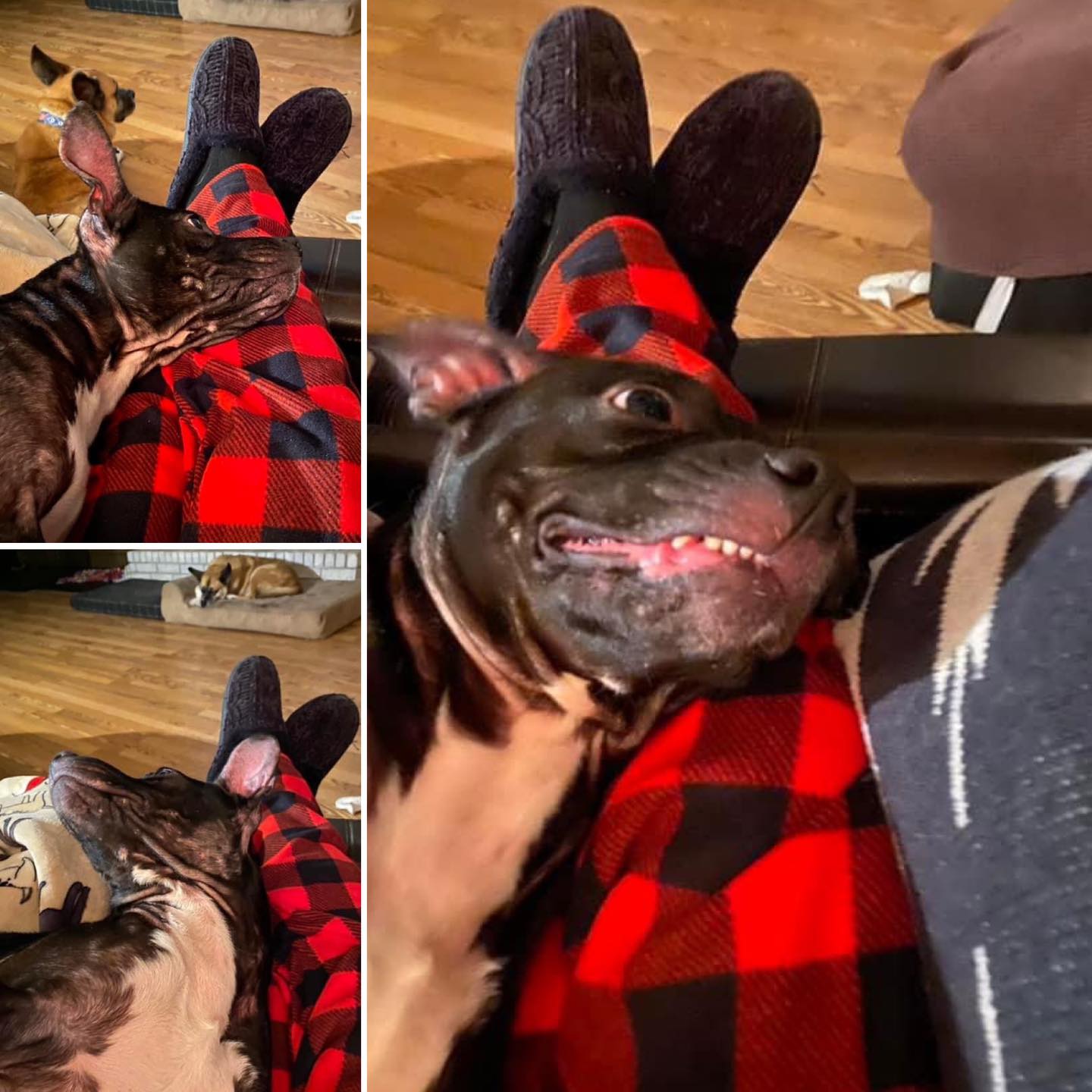 Dallas - Where every pibble belongs on you lap!! This sweet girl was ...