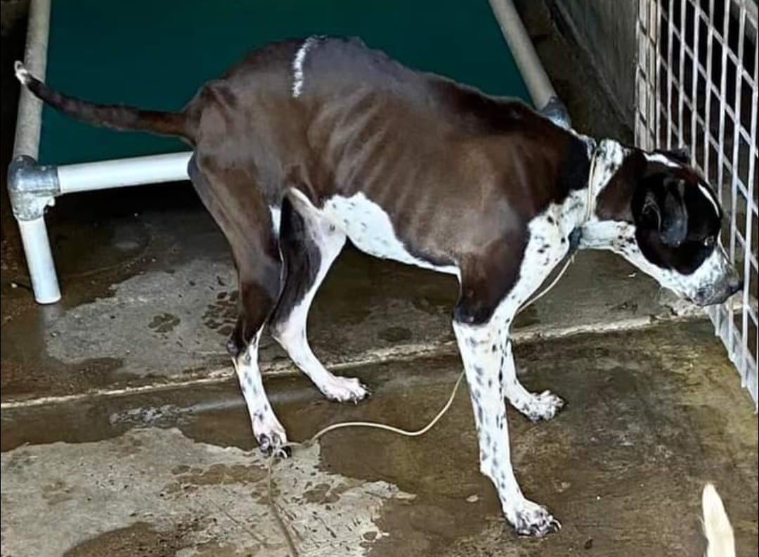 💚💙 Foster... - Mornington Peninsula Dog Rescue Incorporated | Facebook