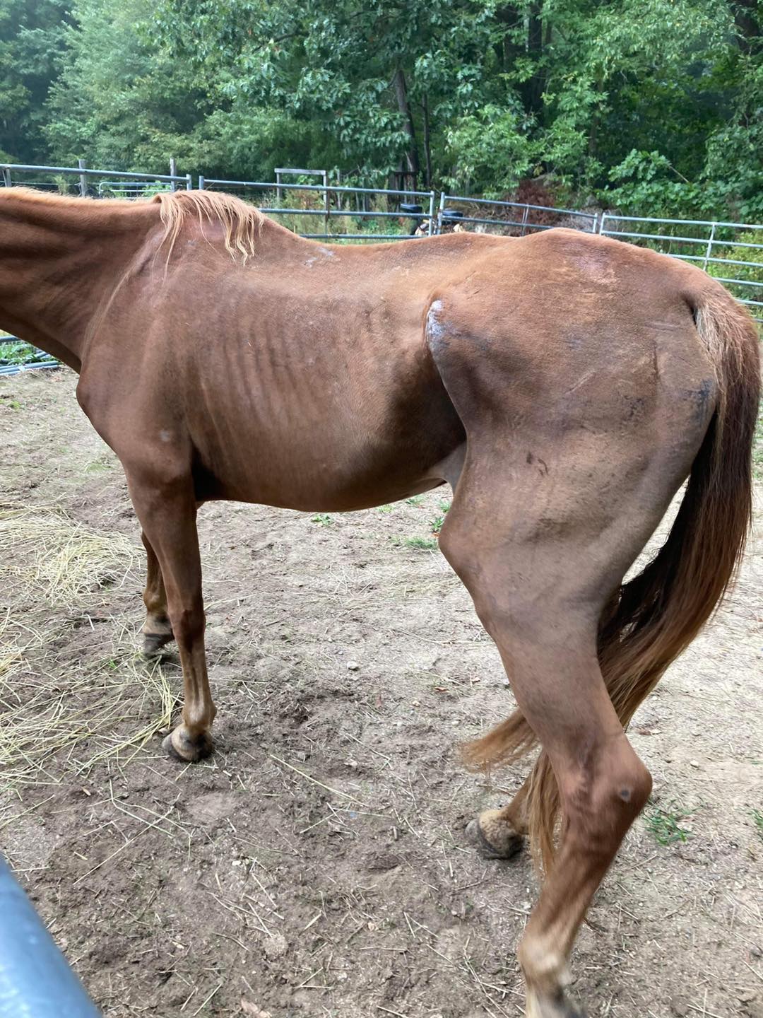 Poor sweet chester has arrived.... - HHRS adoptive horses