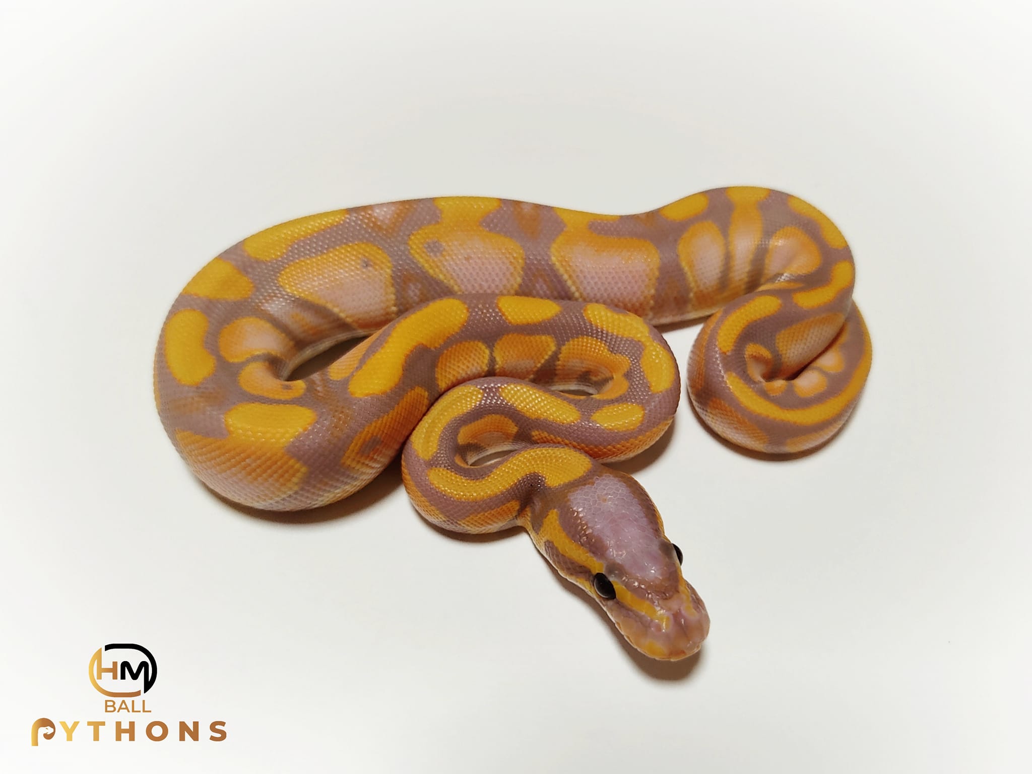 HM Ball Pythons-Királypiton