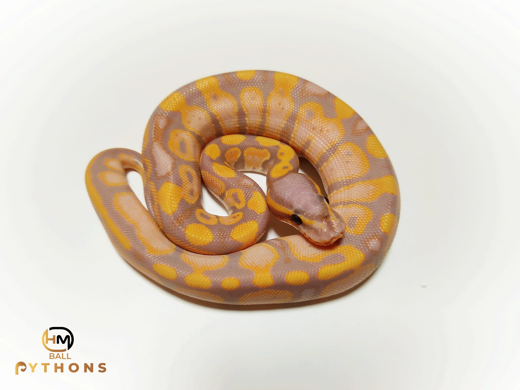 HM Ball Pythons-Királypiton