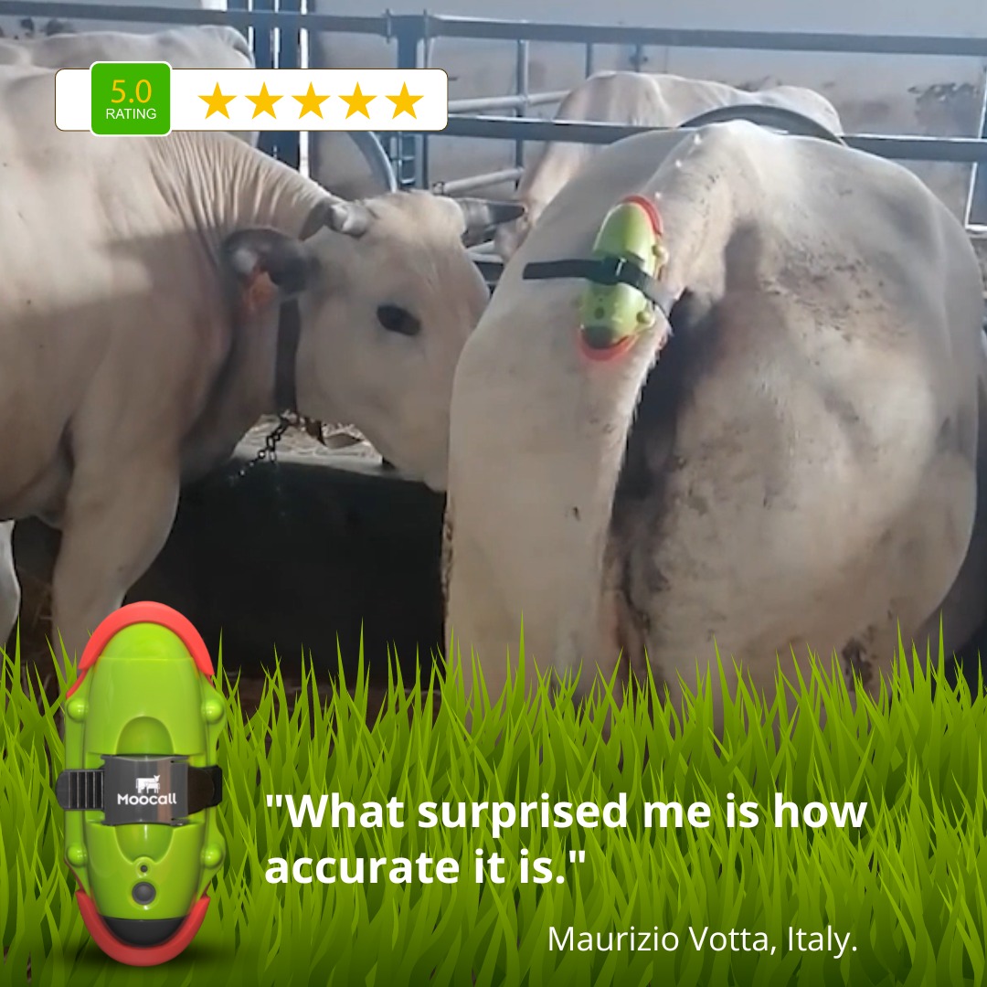 Moocall - Maurizio Votta, from Italy, was surprised by how...