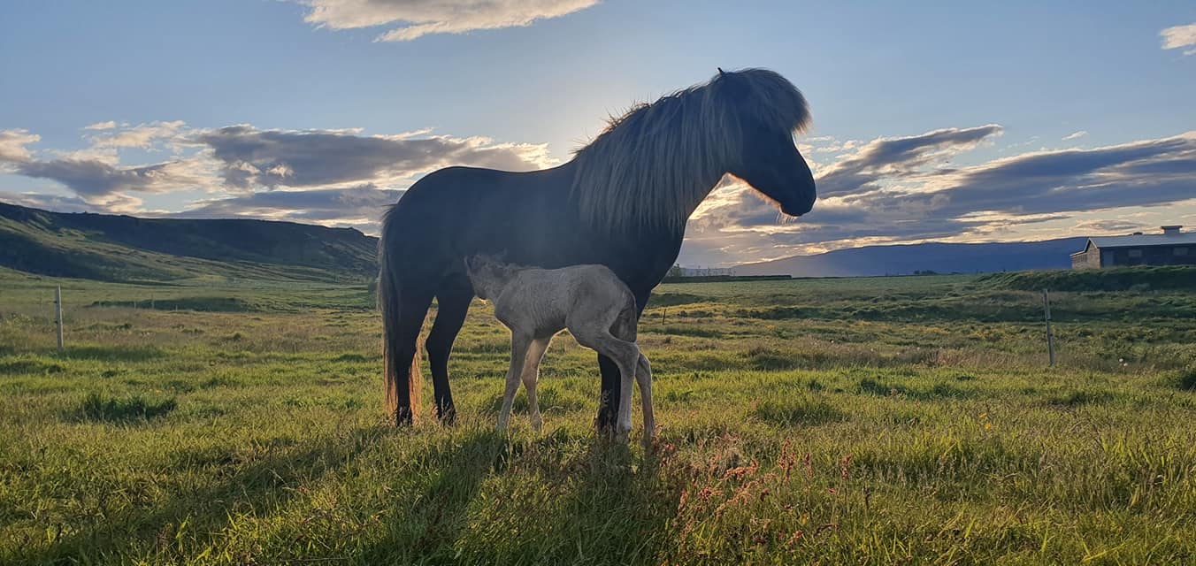 Akurgerði - No filter needed. Niceland ️ #akurgerði #iceland # ...