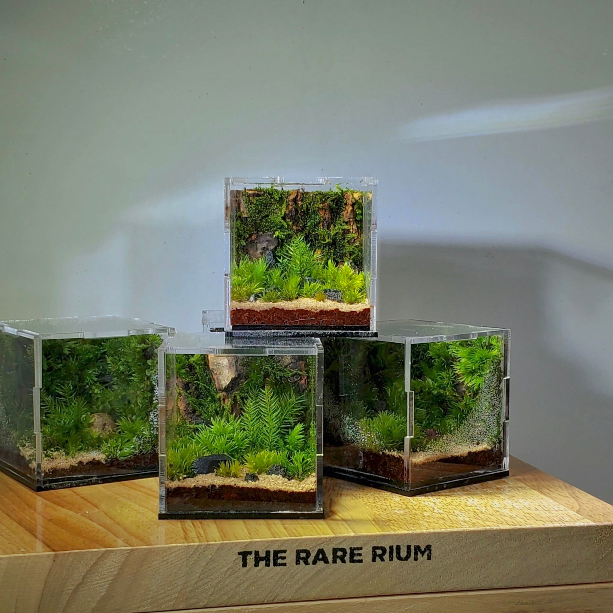 The Rare Rium - Plant &... - The Rare Rium - Plant & Moss Art