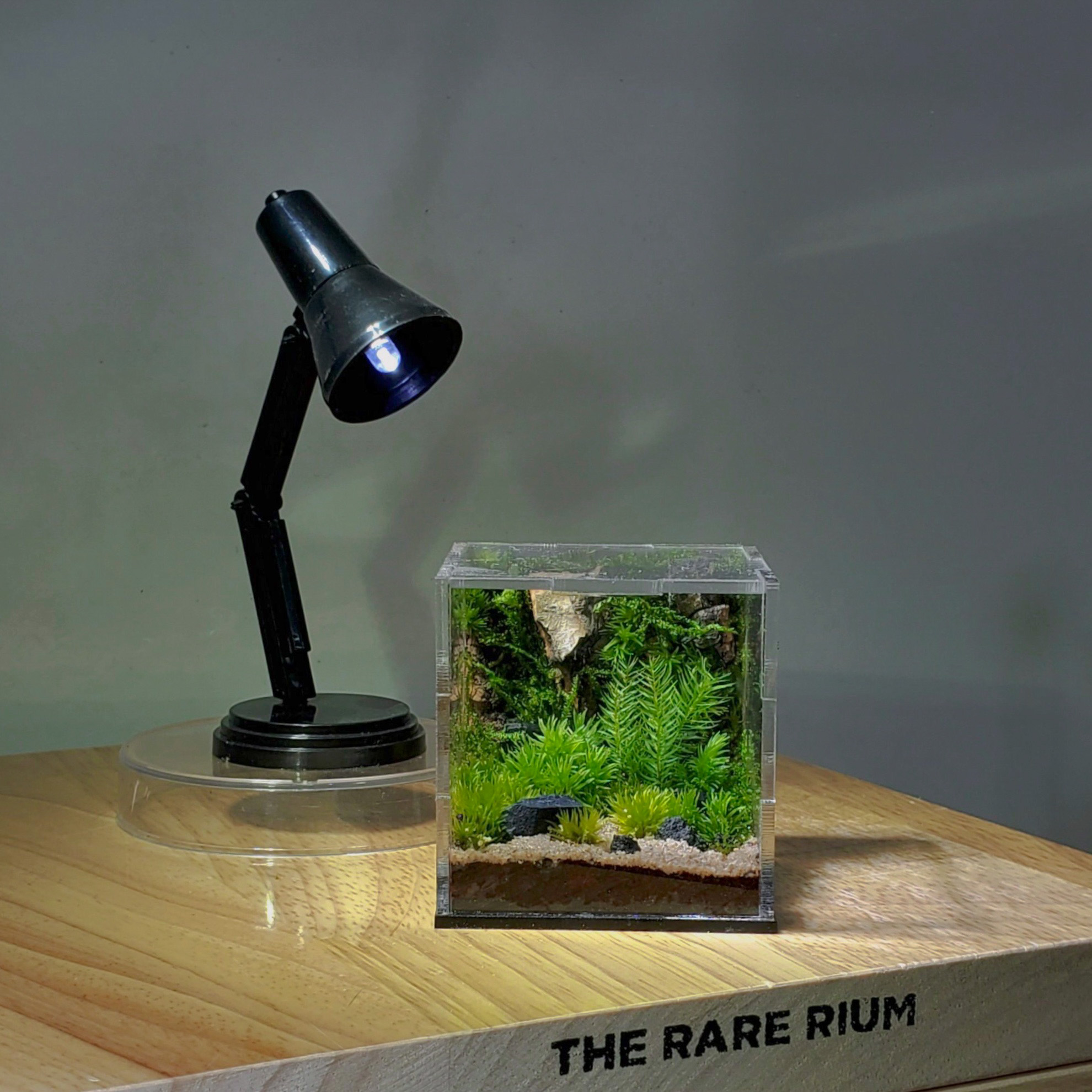 The Rare Rium - Plant &... - The Rare Rium - Plant & Moss Art