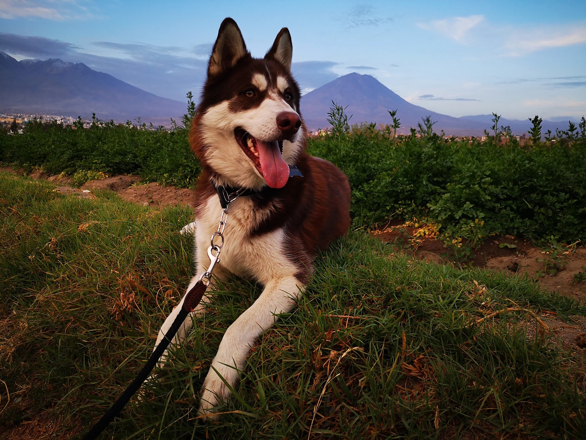 Siberian - El Movimiento en el Siberian Husky El primer arquetipo que ...
