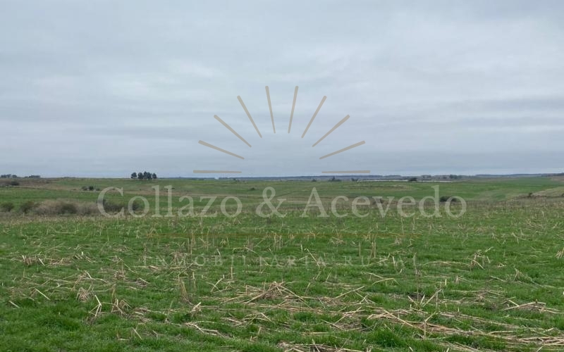 Collazo & Acevedo | Colonia