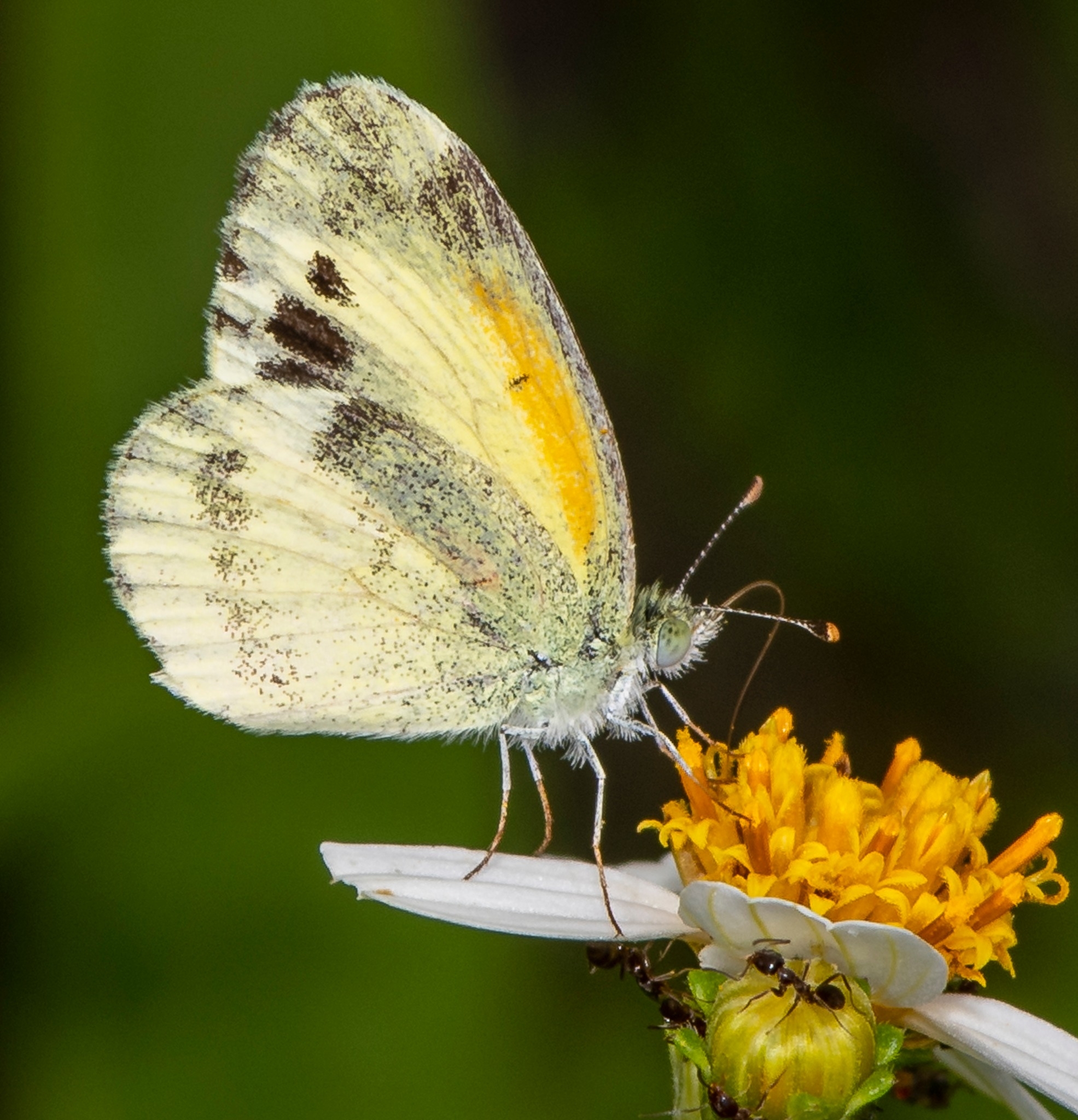 Fall Is Planting Season in Tampa! Come see what’s blooming at Little ...