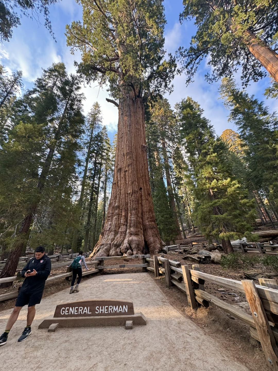 California - The world's largest tree in Sequoia National Park ...