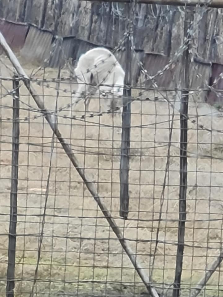 SPCA Rustenburg - Our TI Khomotso was on route to a... | Facebook