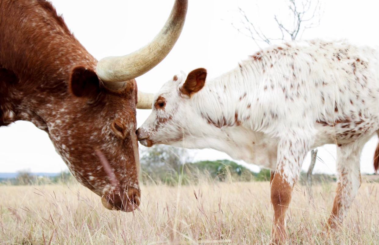 Sold my Growth Fund bull... - Heather Haire Thomas VanDeren | Facebook