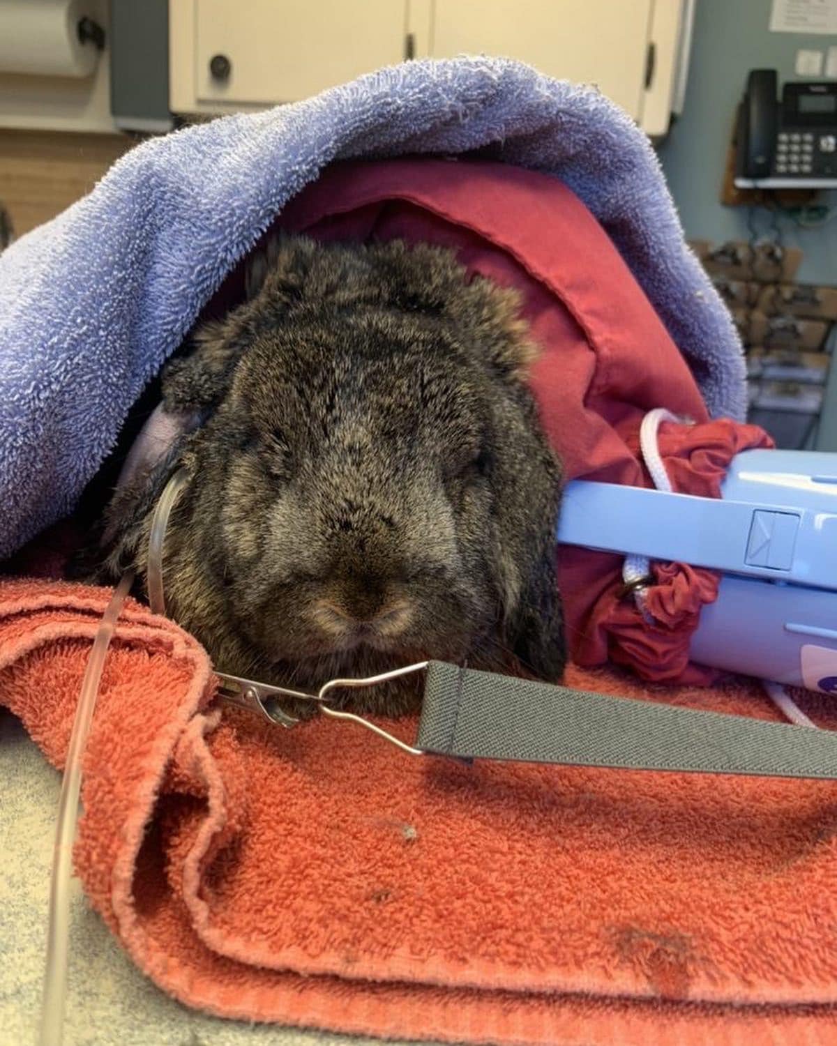 A remarkable transformation of... - Alabama Rabbit Rescue