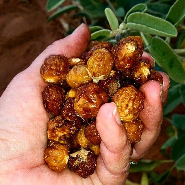 This is an... - Native Seed Box - Australian seedbombs | Facebook