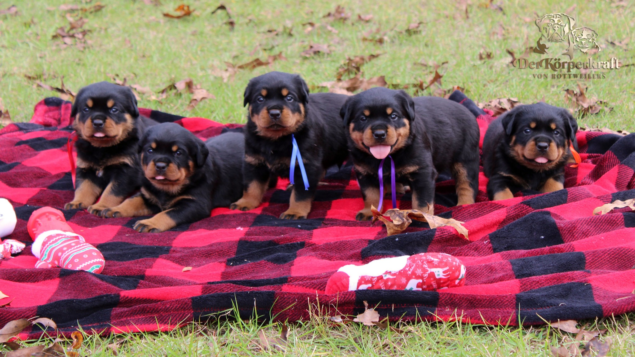 Dkv Rottweilers