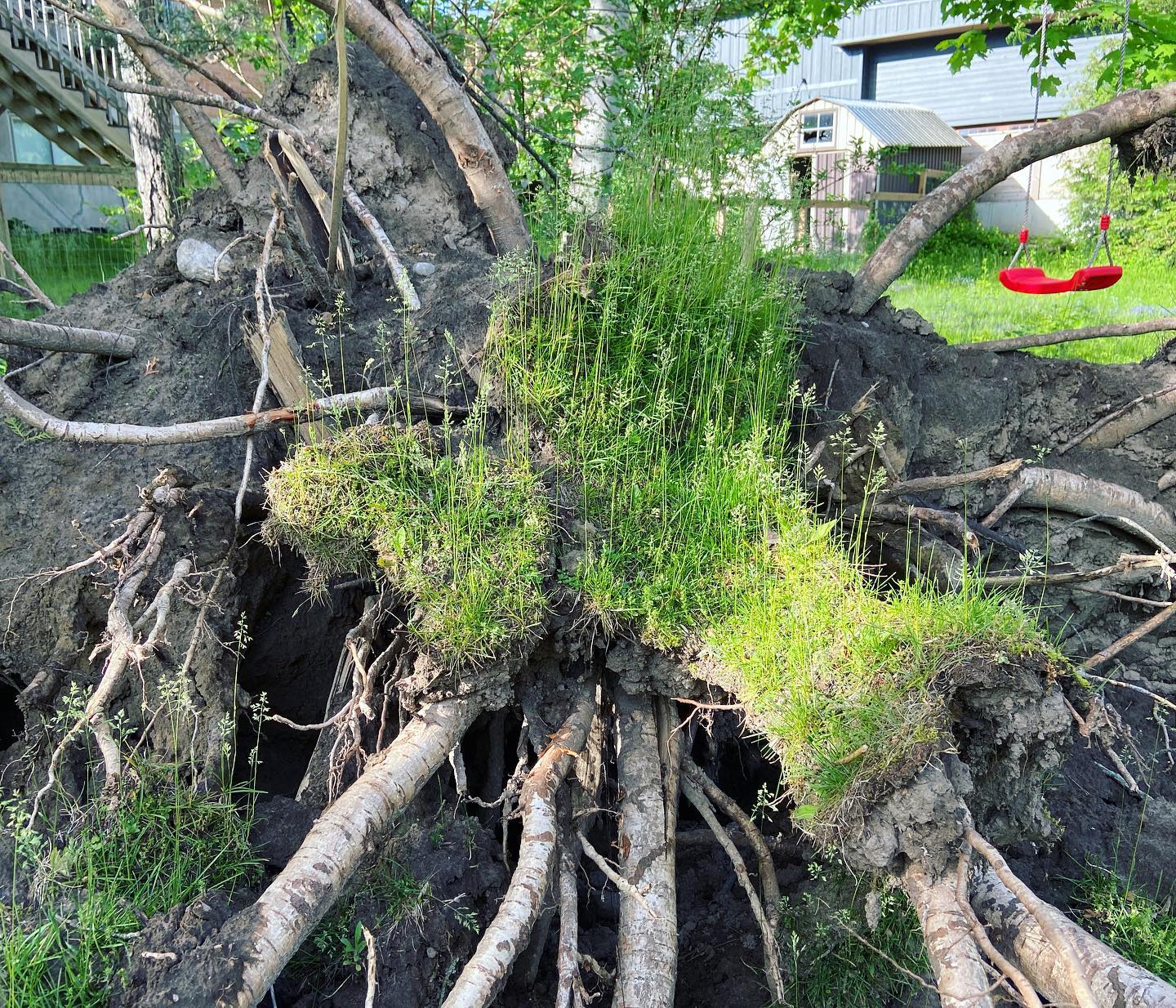 What type of grass has horizontal roots and pulls up easily?