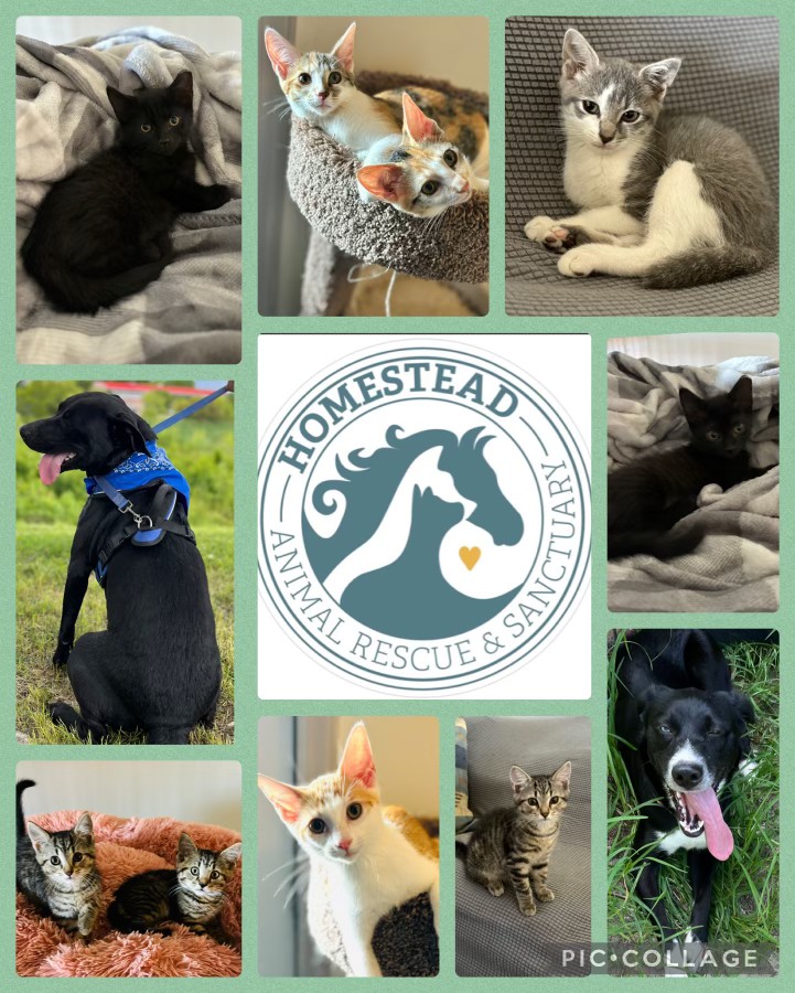 Homestead Animal Rescue