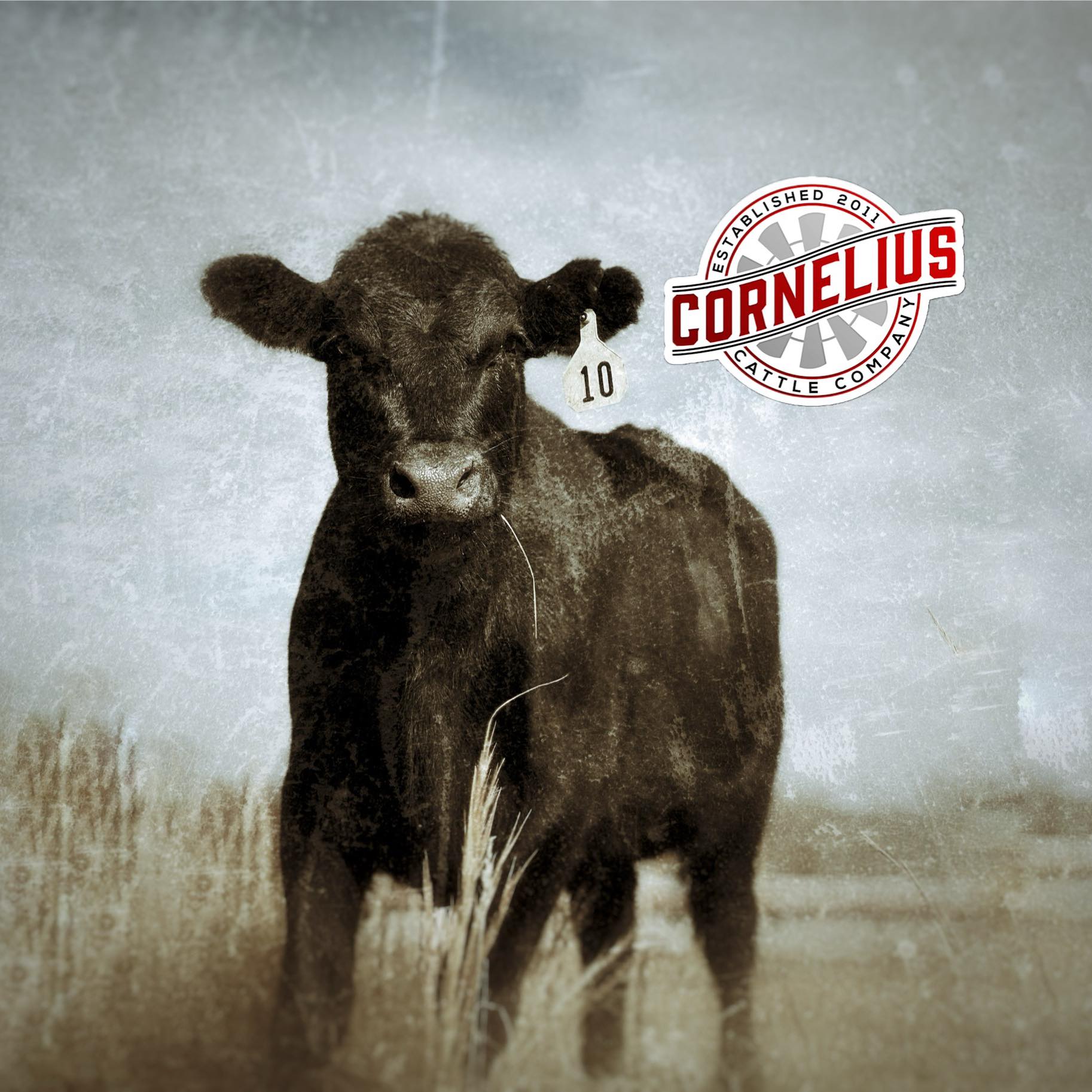 Cornelius Cattle Company