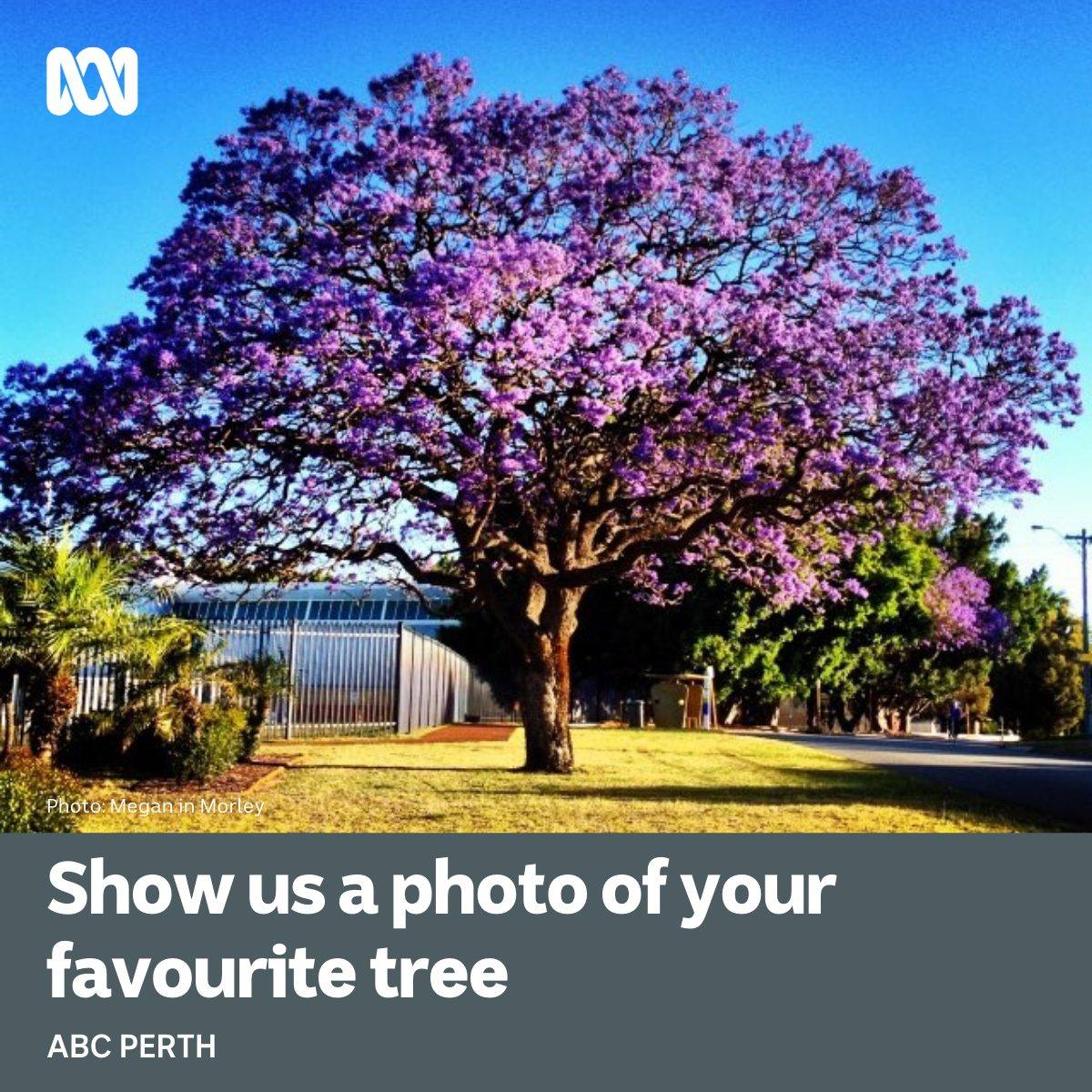 ABC Perth - Do you have a favourite tree? 😍🌳 