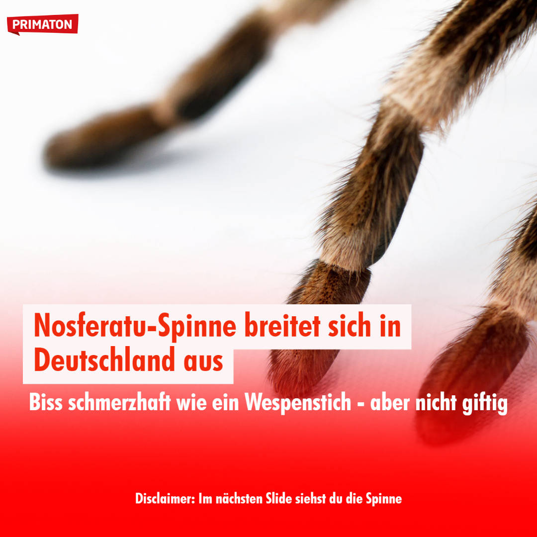 Radio Primaton - Die Nosferatu-Spinne verbreitet sich...