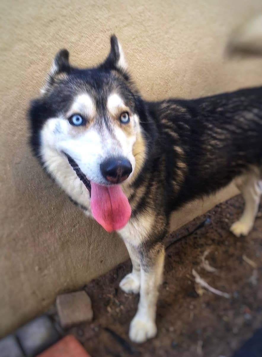 Howling Siberian Rescue