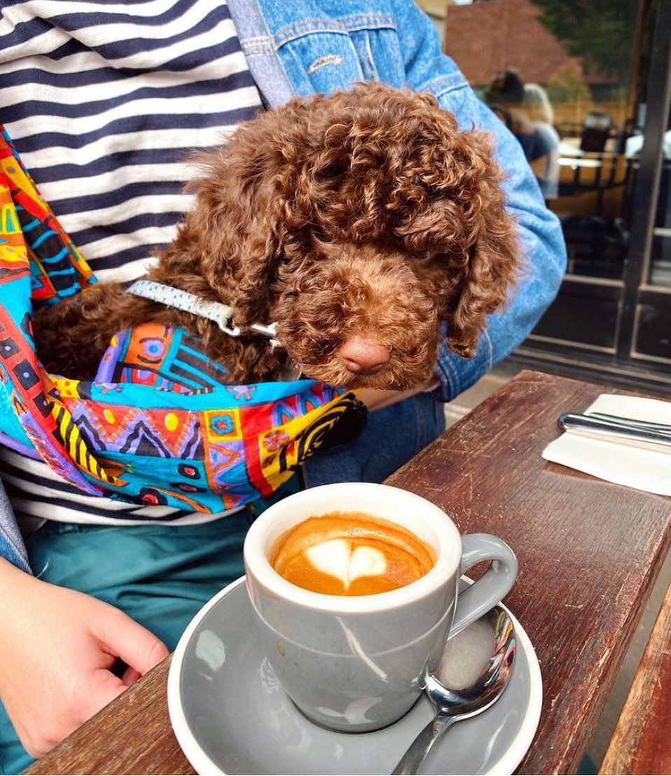 Common Galaxia - 💕 🐶 ☕️ Coffee with your bestie at your...