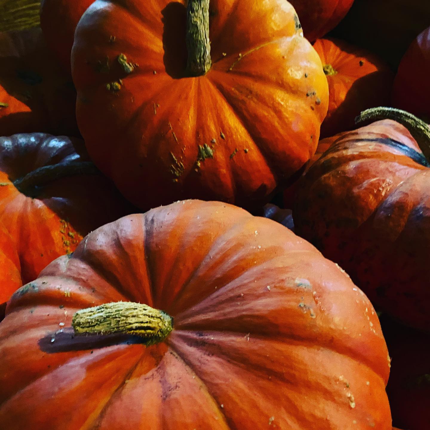 Bell's Farm - Have you seen these absolutely gorgeous pumpkins from ...