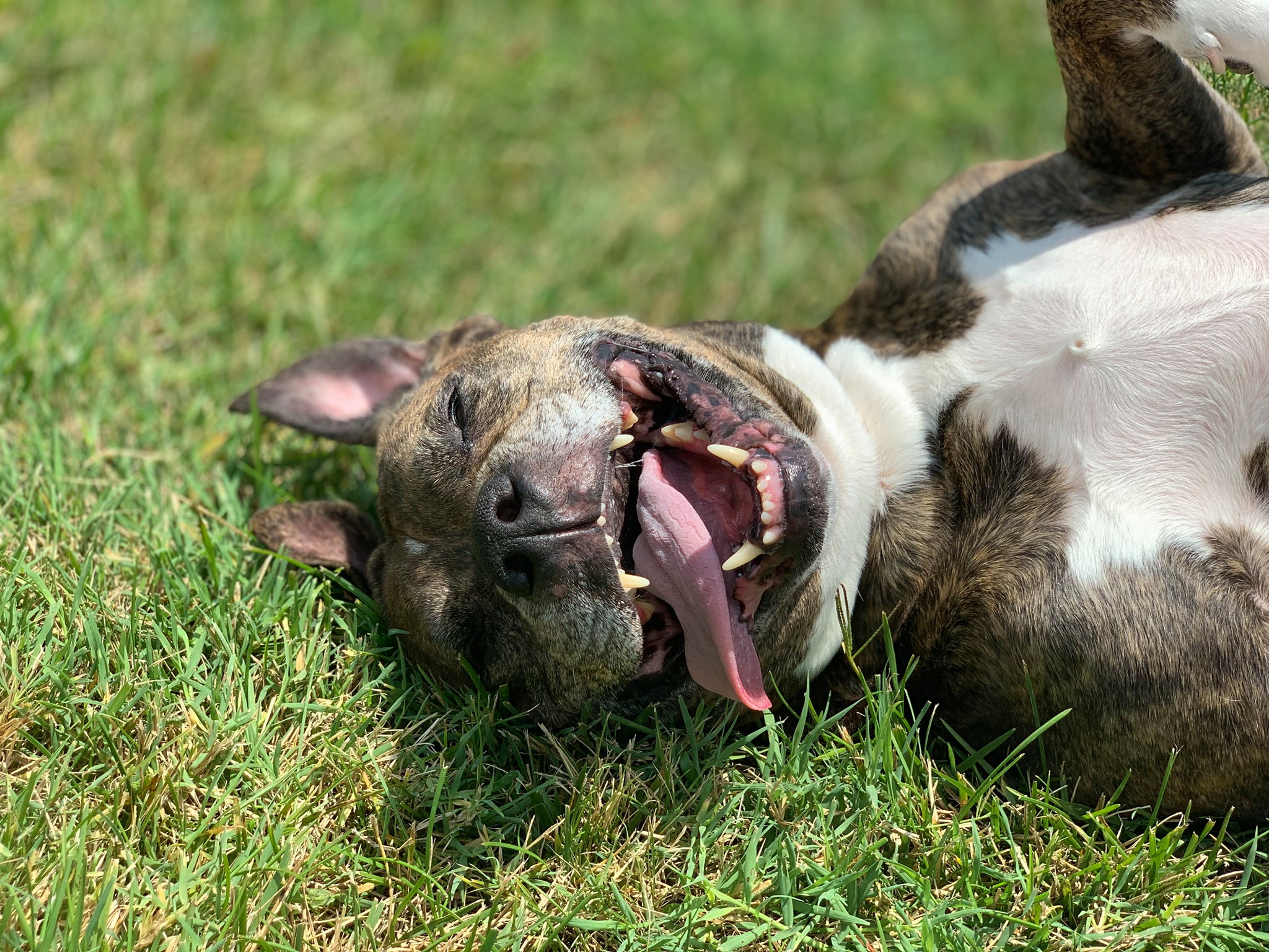 Pause 4 Pitty Pawz