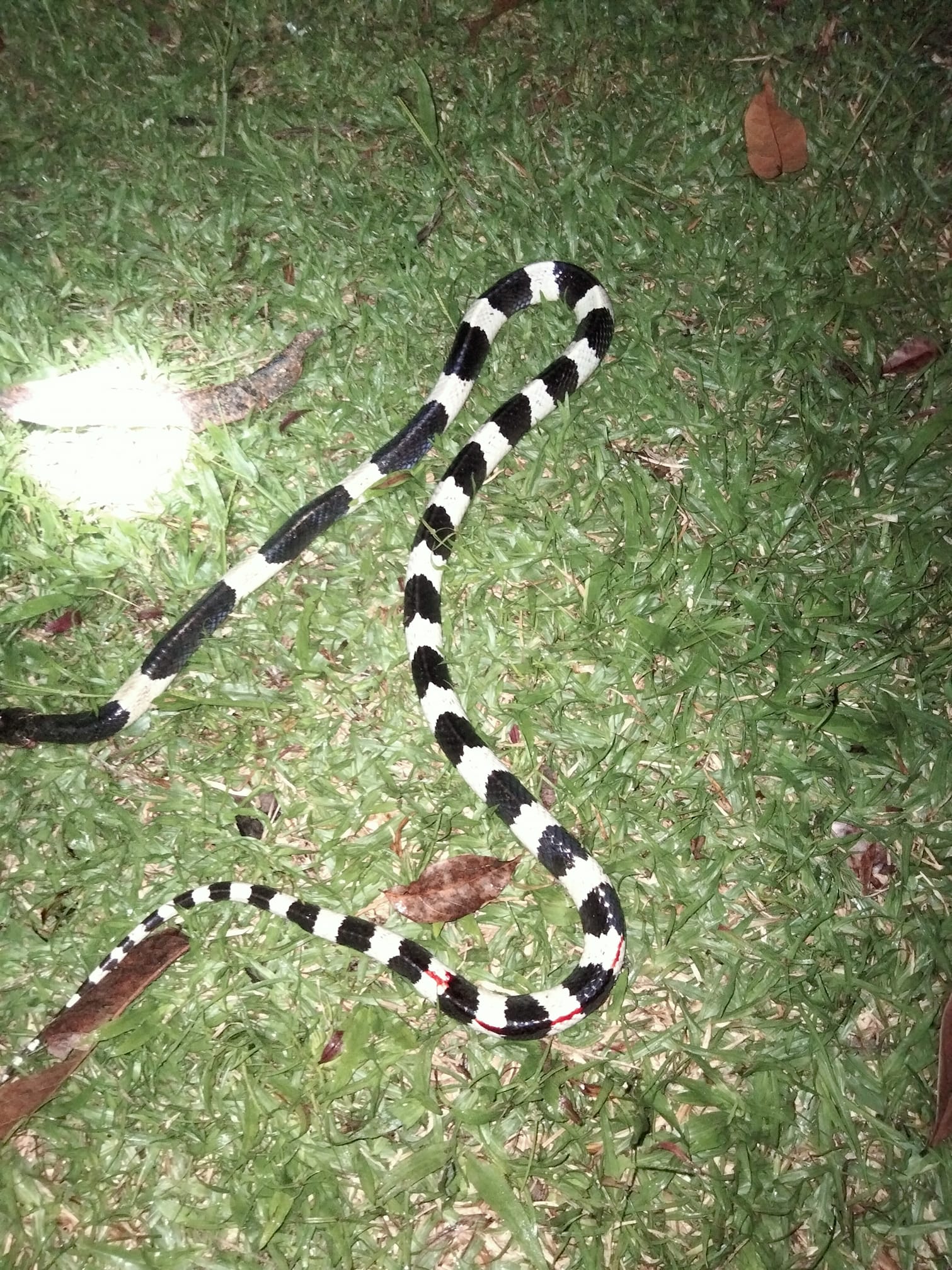 Nick Wildlife - ชื่อไทย งูปลิง ชื่อสามัญ Rice paddy snake... | Facebook
