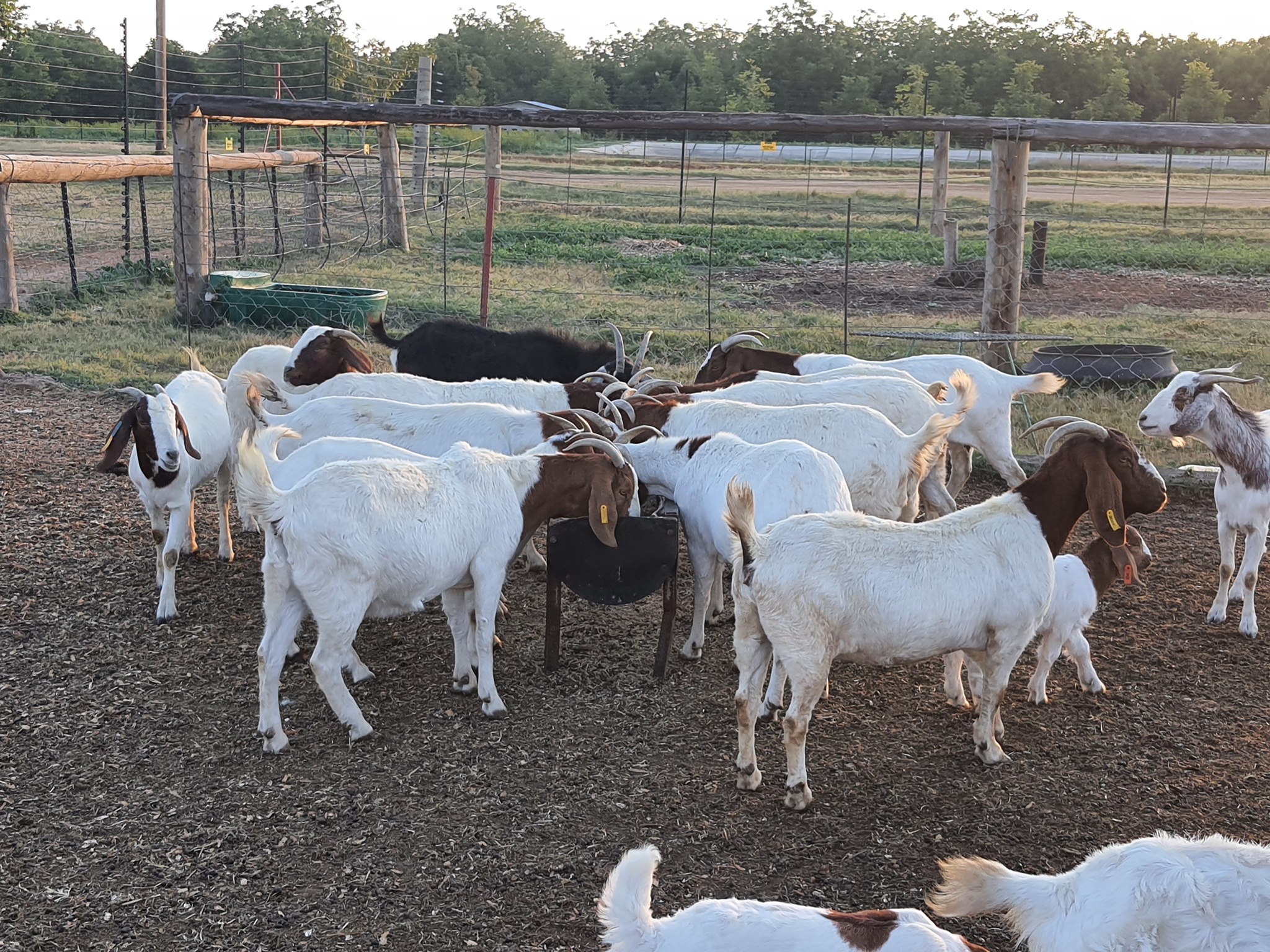 Magogong Boer... - Magogong Boer Goats/ Magogong Boerbokke