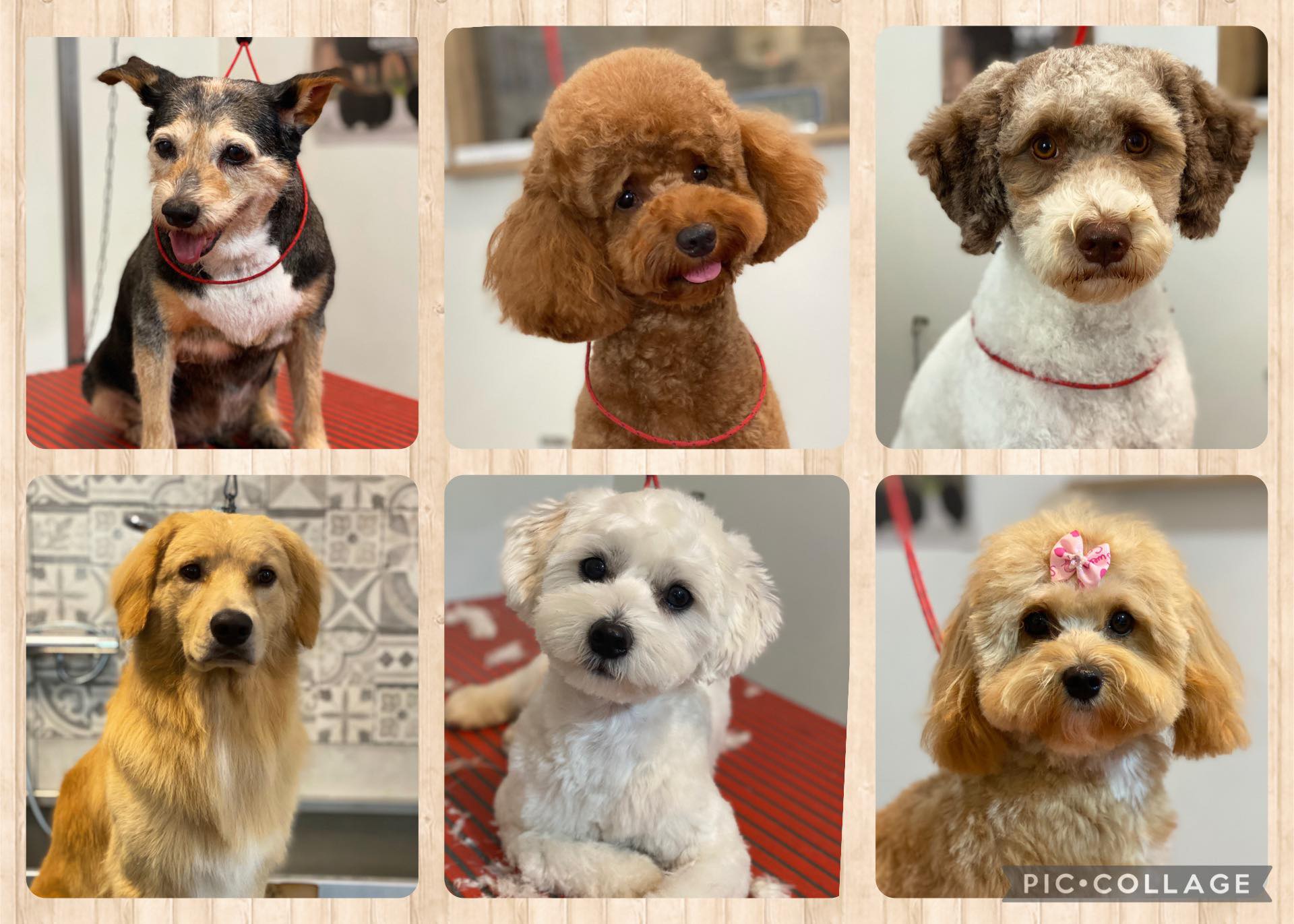 Dog Beauty Lab - Toelettatura & Spa | Francavilla al Mare