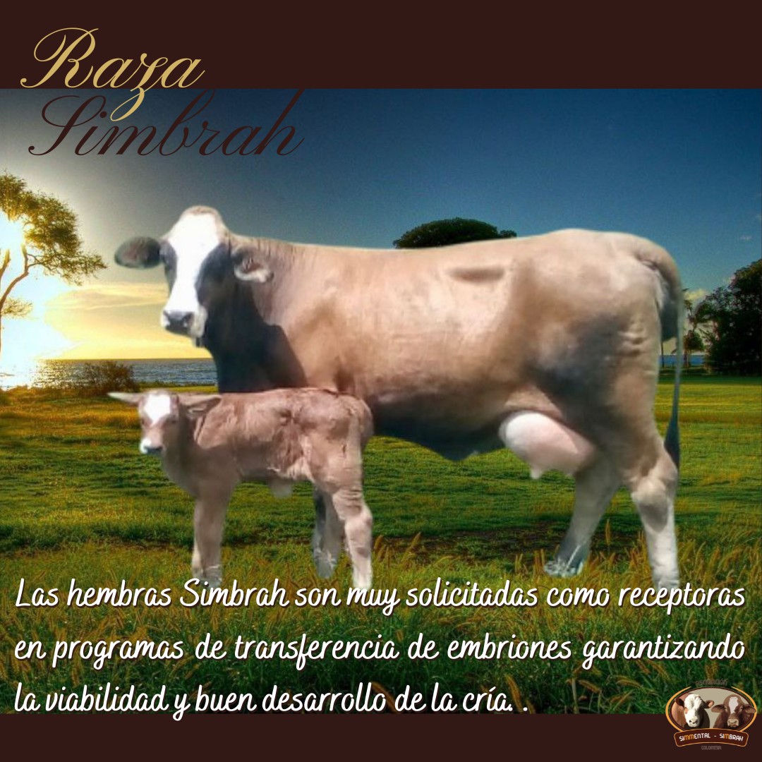 #RazaSimbrah, una alternativa... - Asosimmental-Simbrah | Facebook