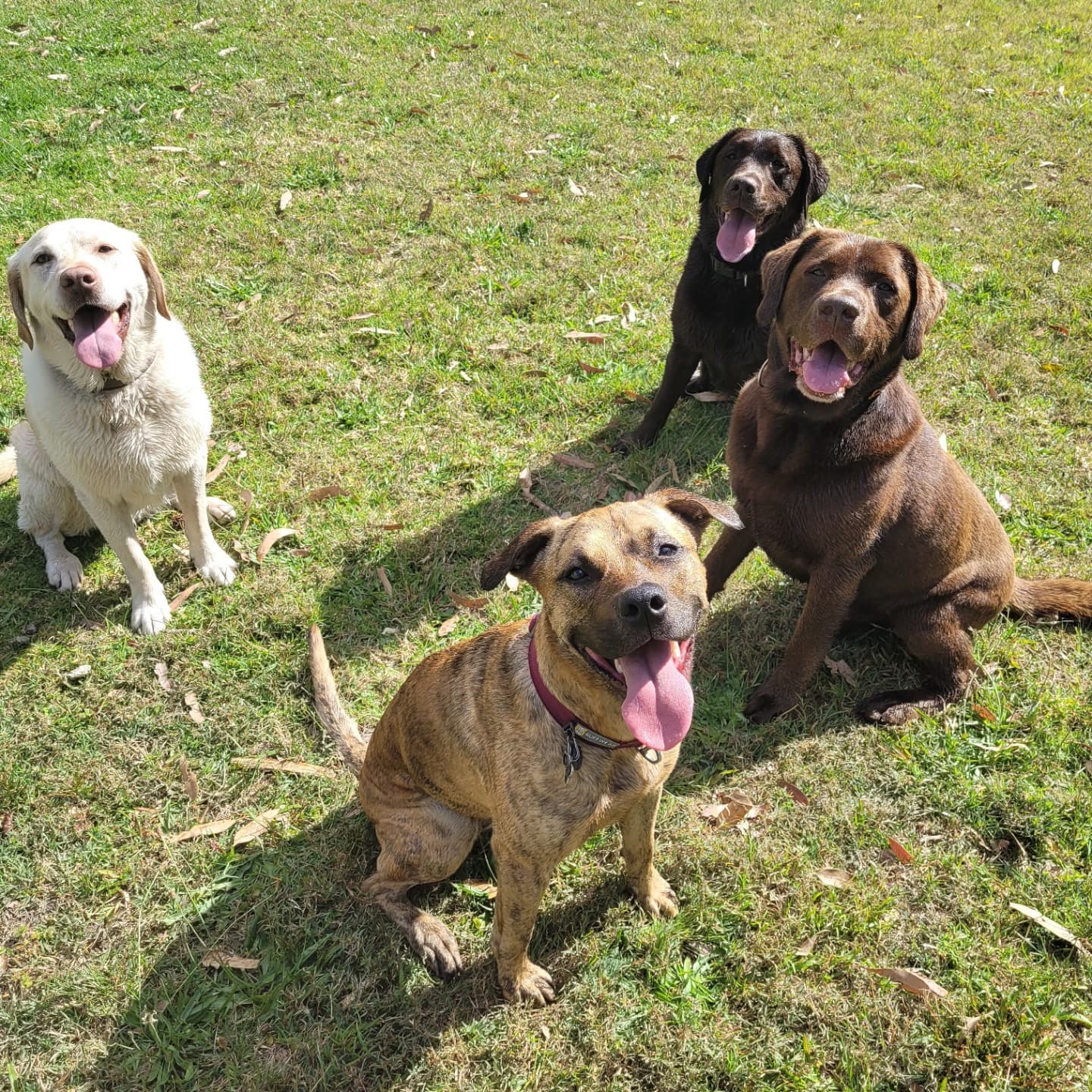 The labrador pack back at... - A+ Dogs - Walking and Training | Facebook