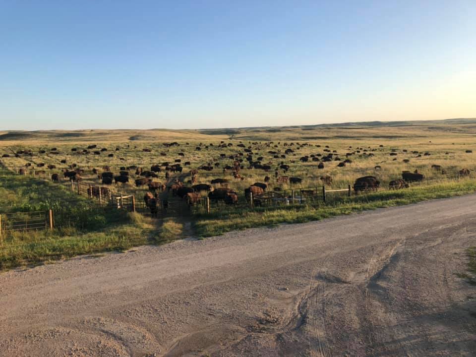 Great Scott loves his corn stalks !!! | Timber Ridge Bison | Facebook