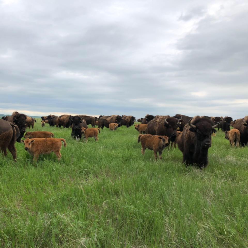Honoring the American Icon 🦬 Today we celebrate National Bison Day — a ...
