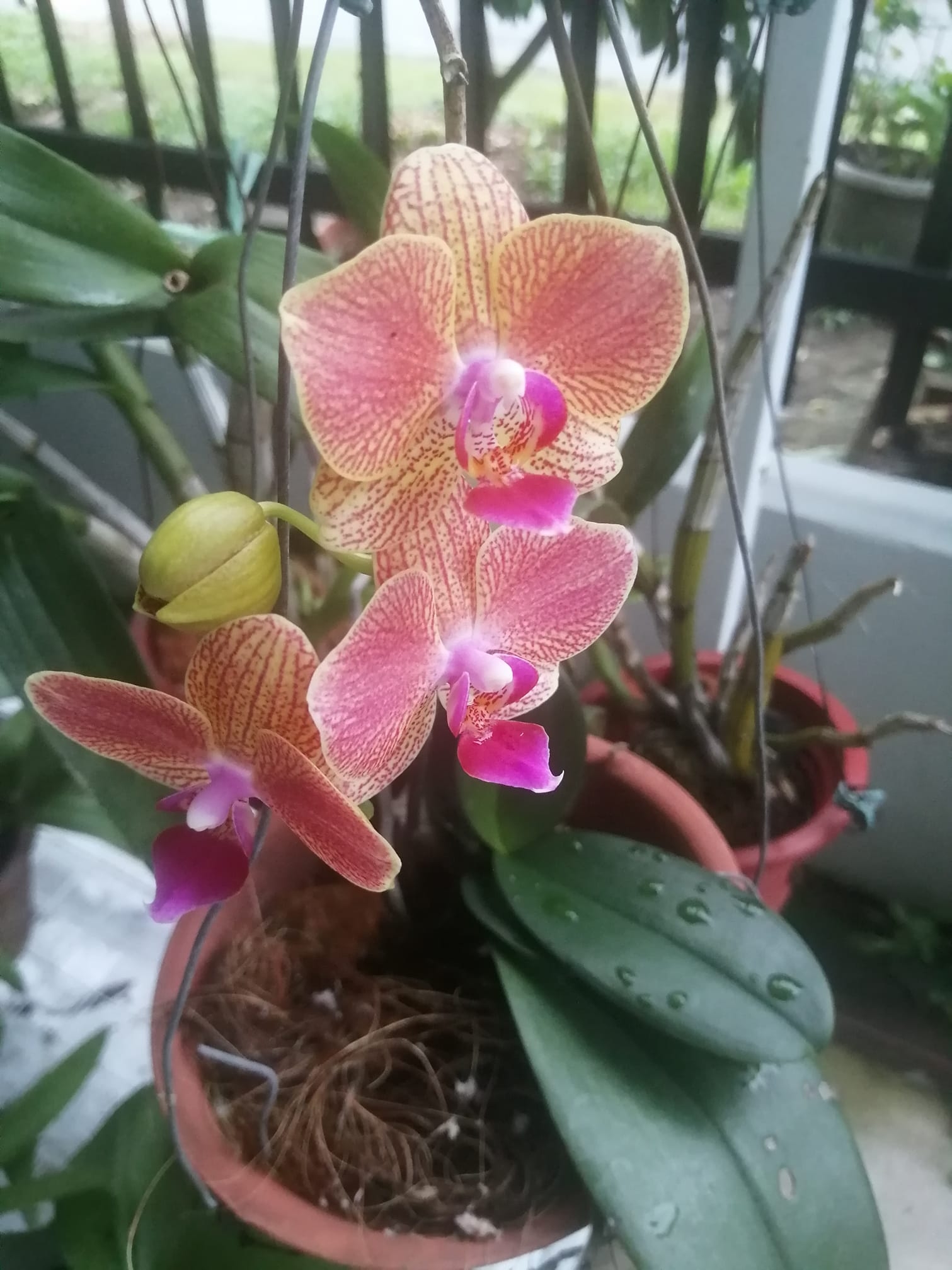 Tanjung Rhu Garden added a new photo. - Tanjung Rhu Garden