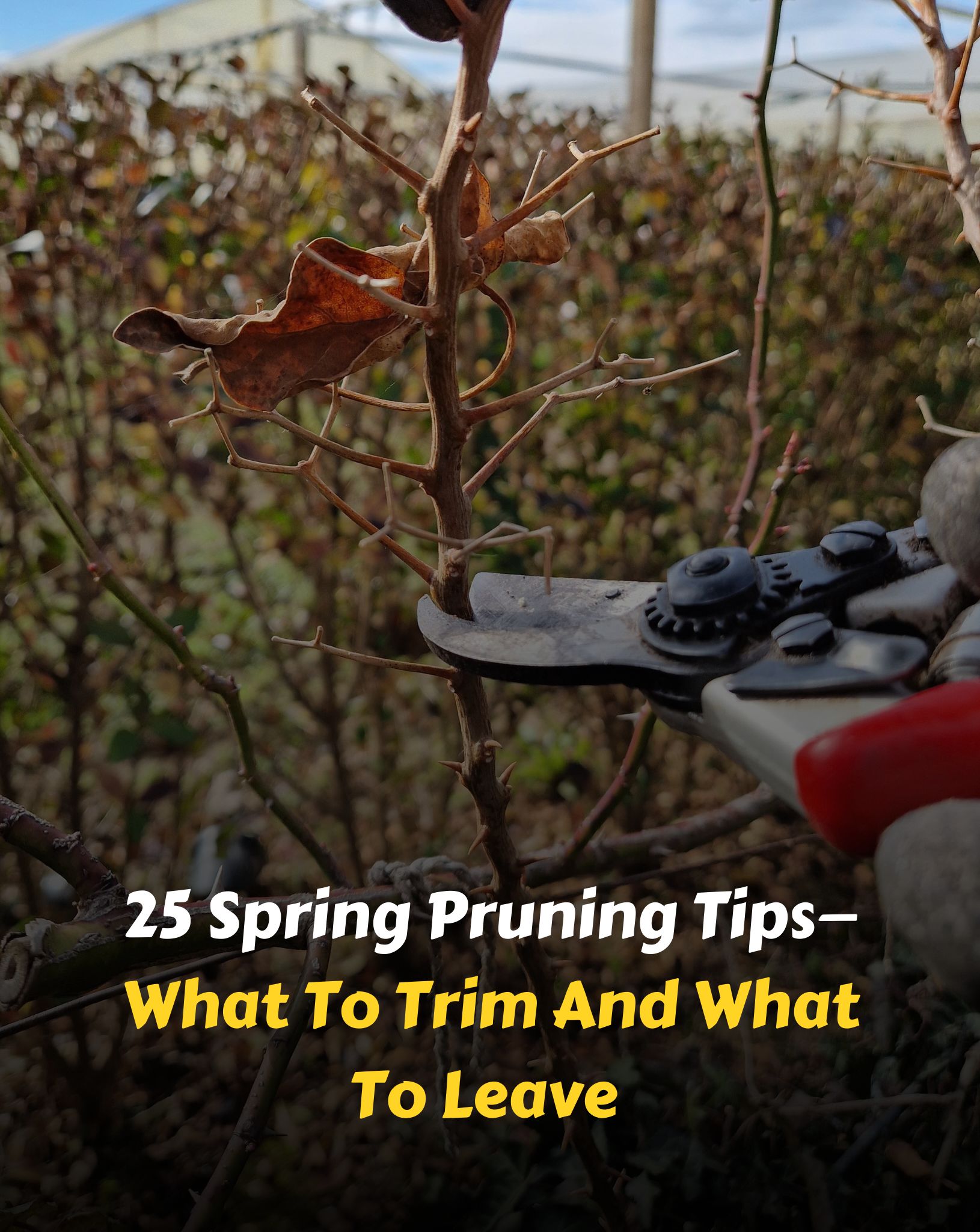 Bloom & Grow - 25 Spring Pruning Tips—What To Trim And... | Facebook