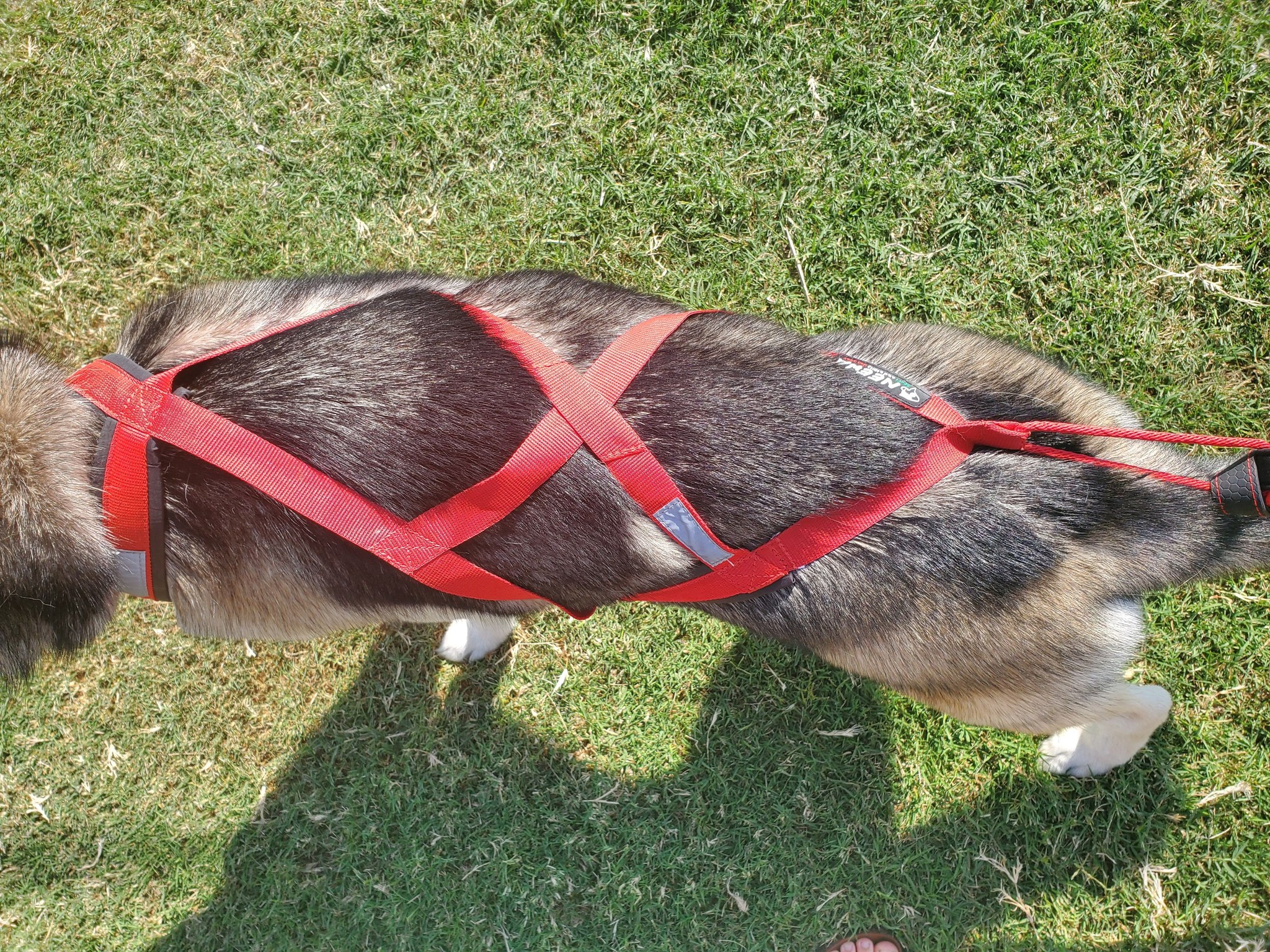 Dog Weight Pull Harness - Heavy-Duty Canine Pulling Harness For Training & Sport