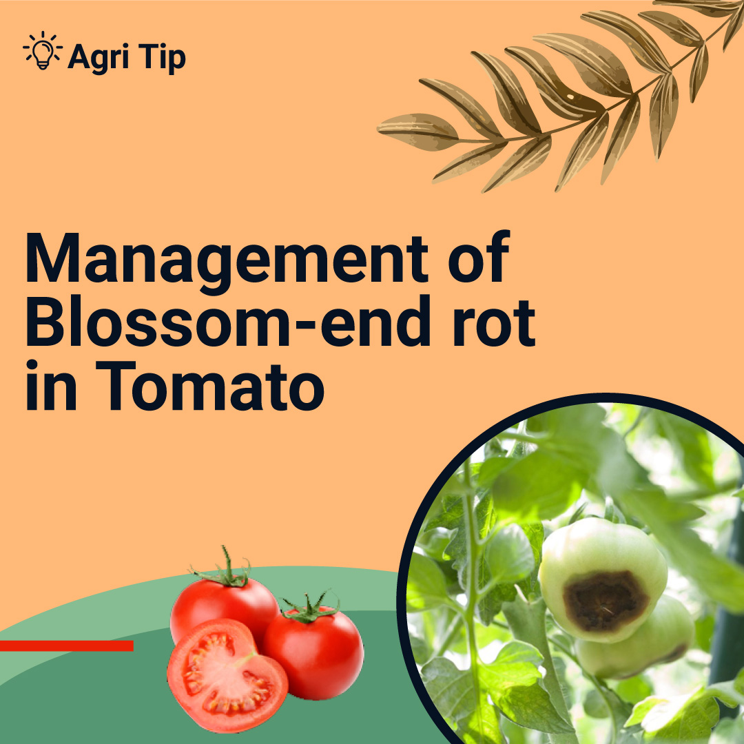 BigHaat India - Know all about Blossom-end rot in Tomato Click here 👉 ...