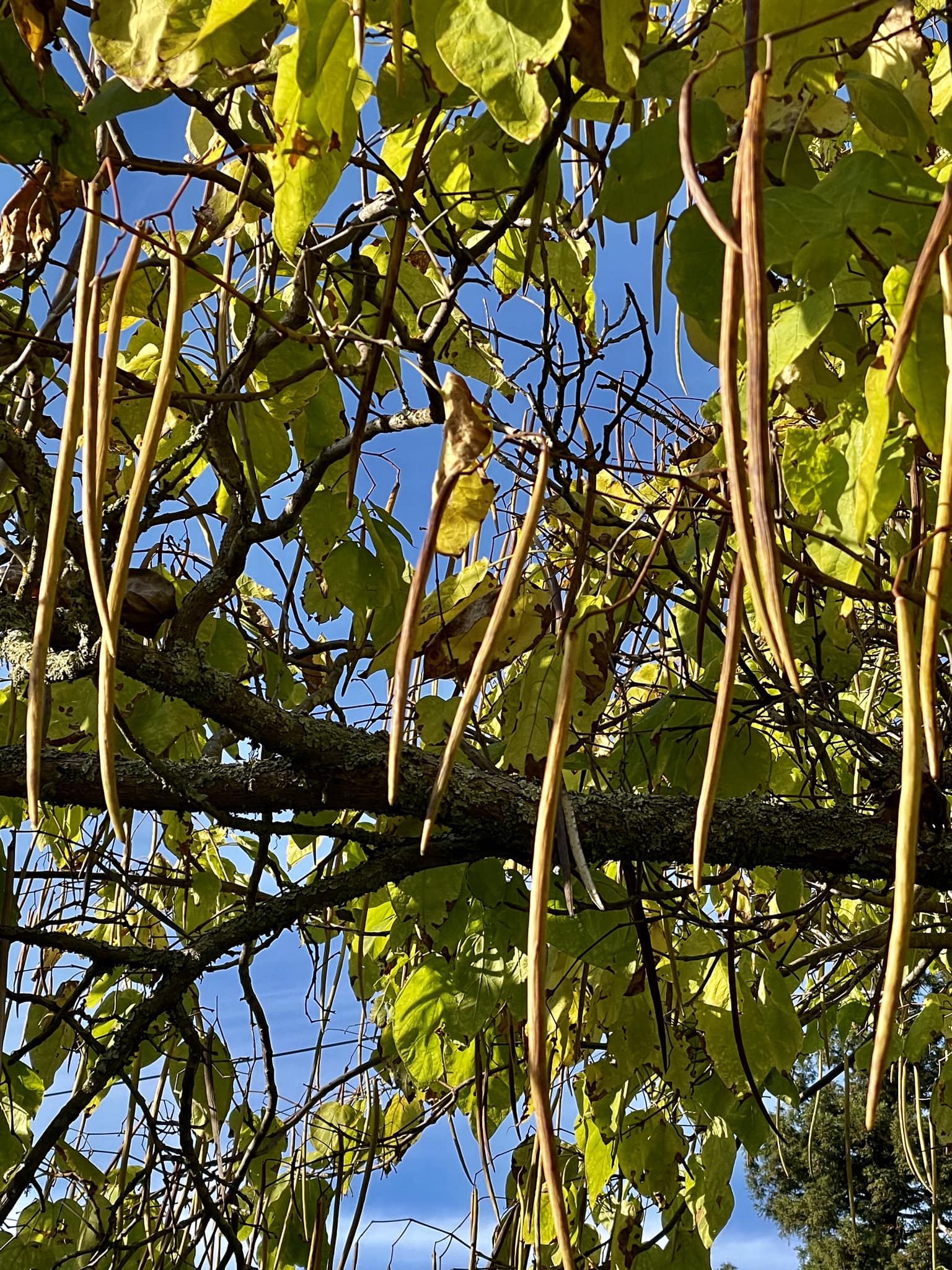 how to smoke catalpa tree pods Are there any good uses for pods? Flavour:Peach Ice Range-Elf Bar Dual 10K Differences Between a Vape