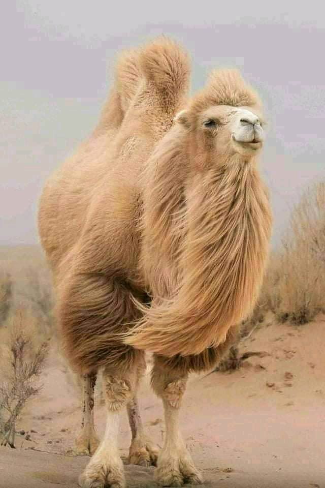 جمل ذو سنامين لا اعرف لماذا يبدو غوامض من عالم الحيوان Facebook