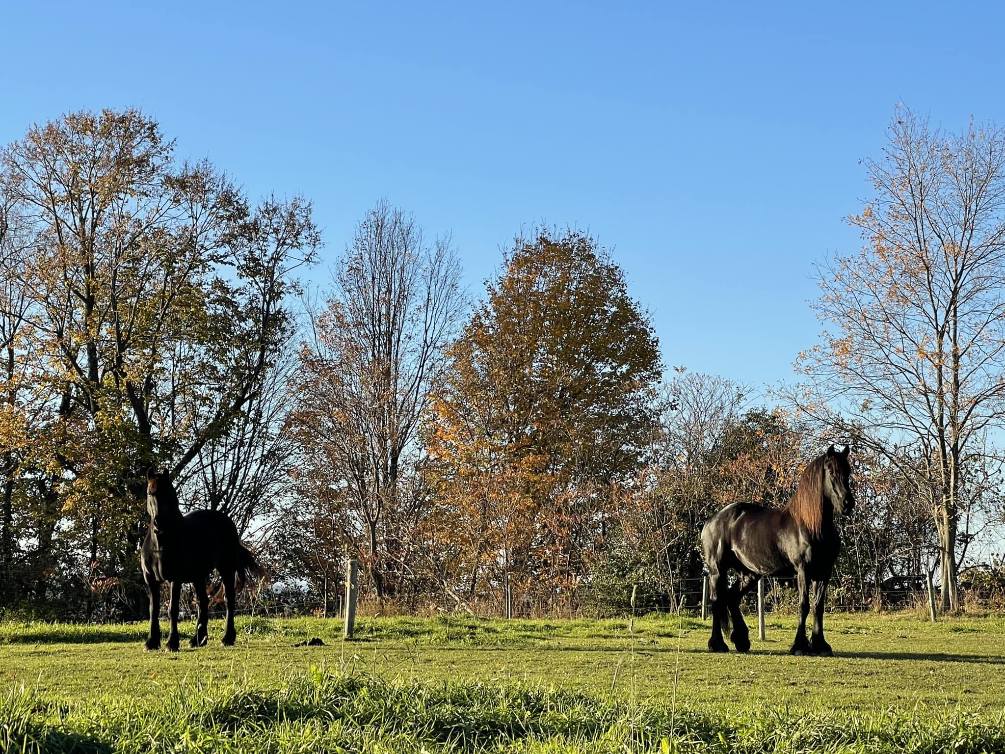 Middlebrook Farm | New Haven VT