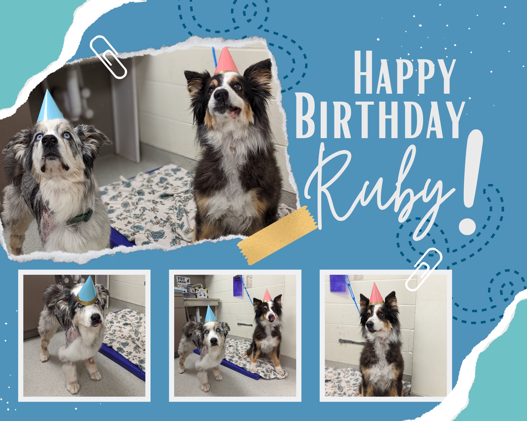 Happy birthday, Ruby!... - Texas A&M Veterinary Oncology