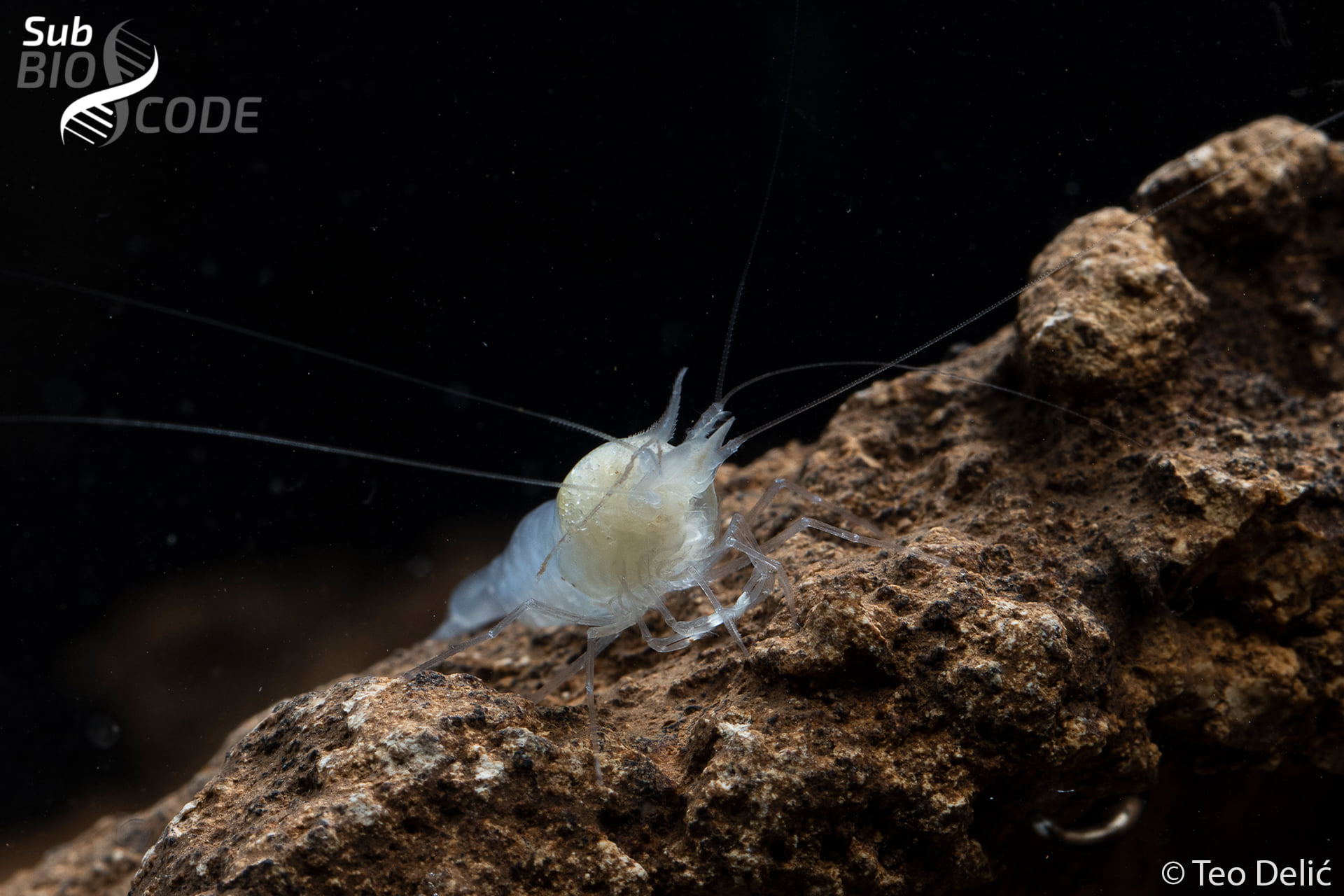 SubBio Lab - To celebrate Earth Day 🌍 and the diversity of... | Facebook