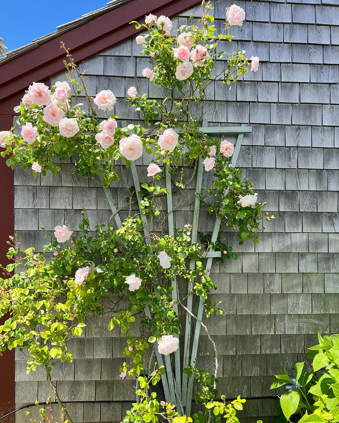 The roses are in bloom.... - Cape Cod Colonial Tables