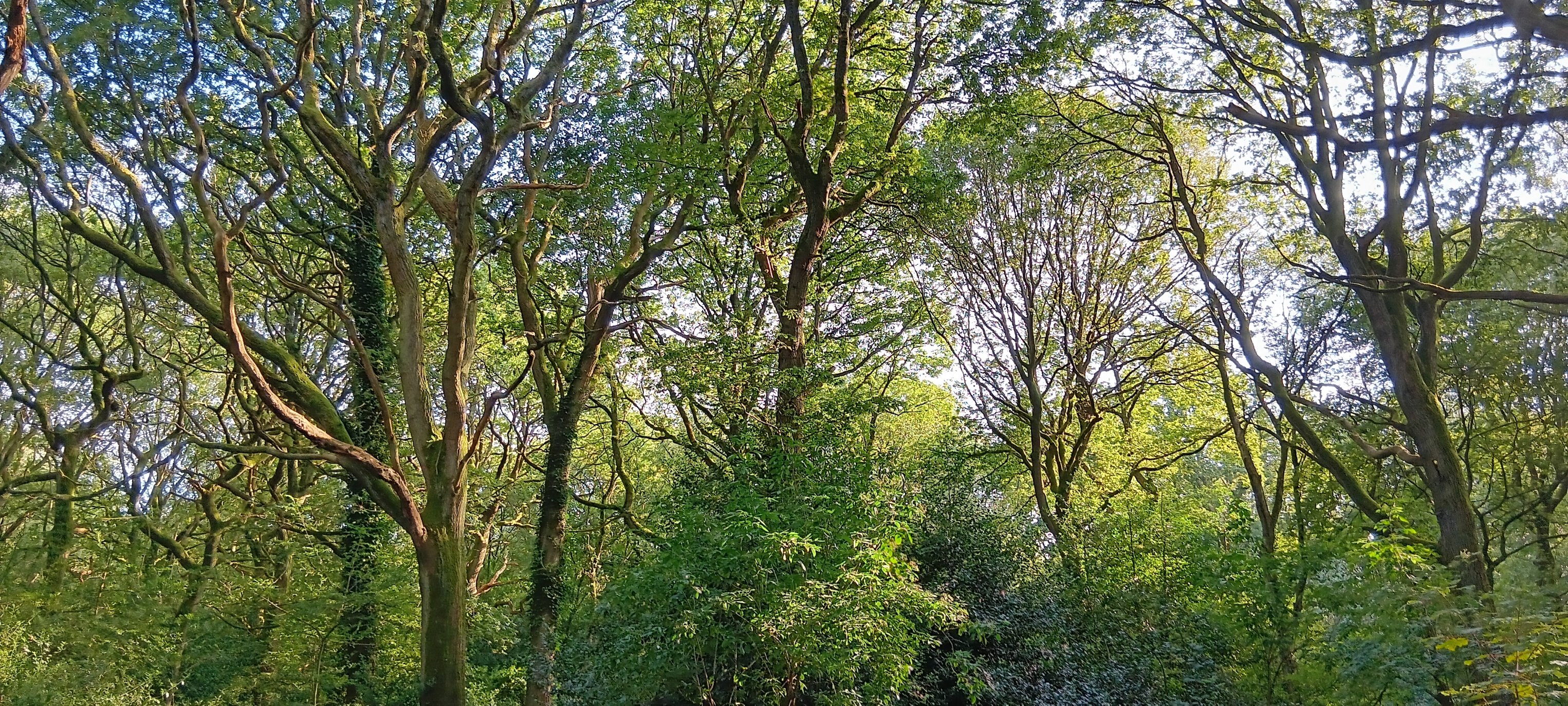 Forest Bathing at Clowes Wood