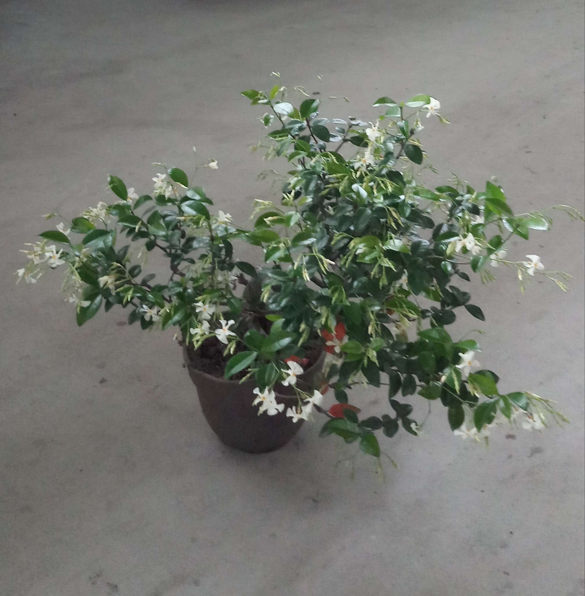 定家葛丁字葛小品盆栽