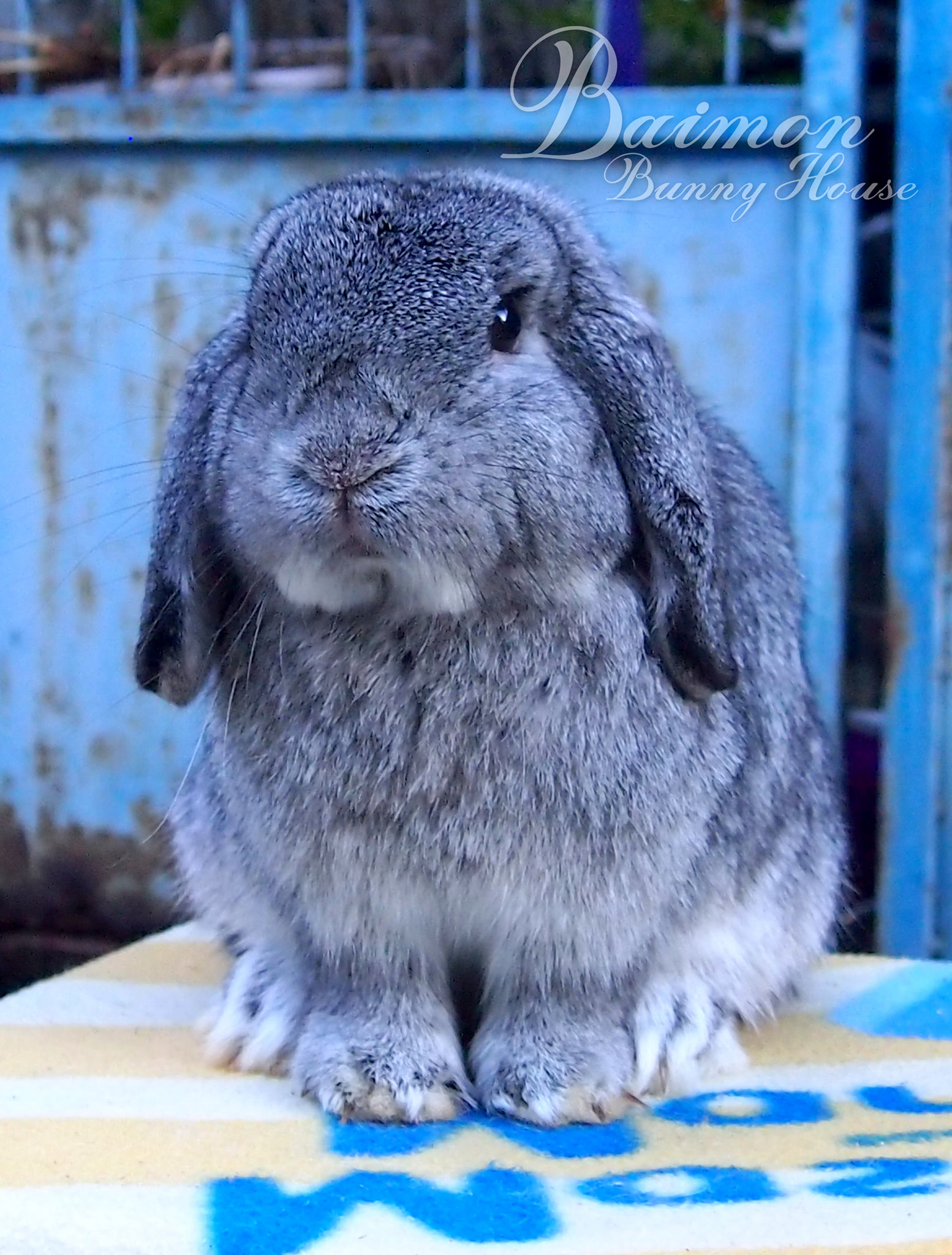 🥇Baimon bunny house 🥇... - Baimon Bunny House | Facebook
